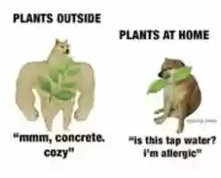 Free download Plants outside vs Plants at home [ Meme ] free photo or picture to be edited with GIMP online image editor